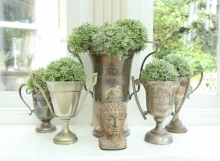 cups